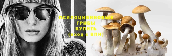 трава Корсаков