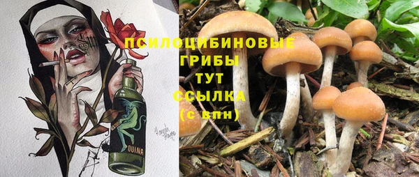 трава Корсаков