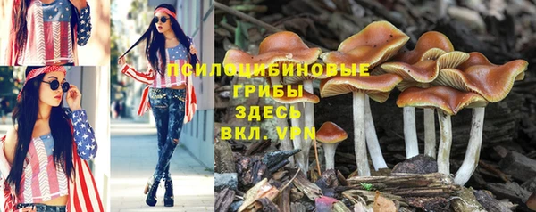 трава Корсаков
